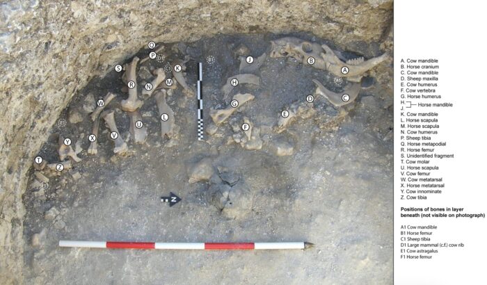 bones including a full horse cranium and overlaid cow mandible in the burial pit